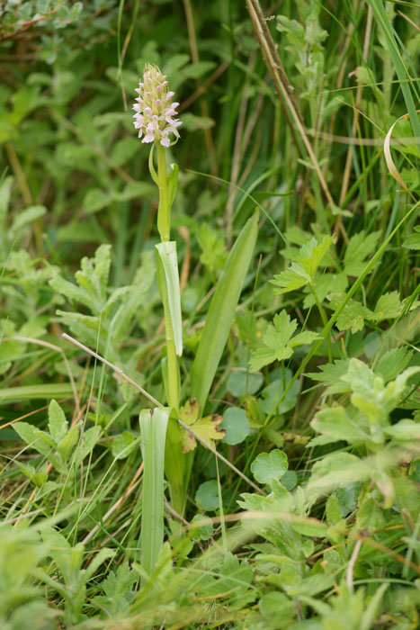 Dactylorhiza incarnata Bray-Dunes 120611 (36)