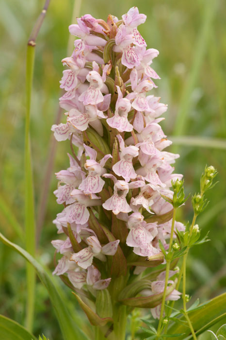 Dactylorhiza incarnata Bray-Dunes 120611 (42)