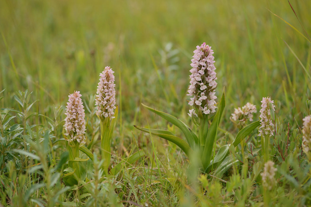 Dactylorhiza incarnata Bray-Dunes 120611 (43)