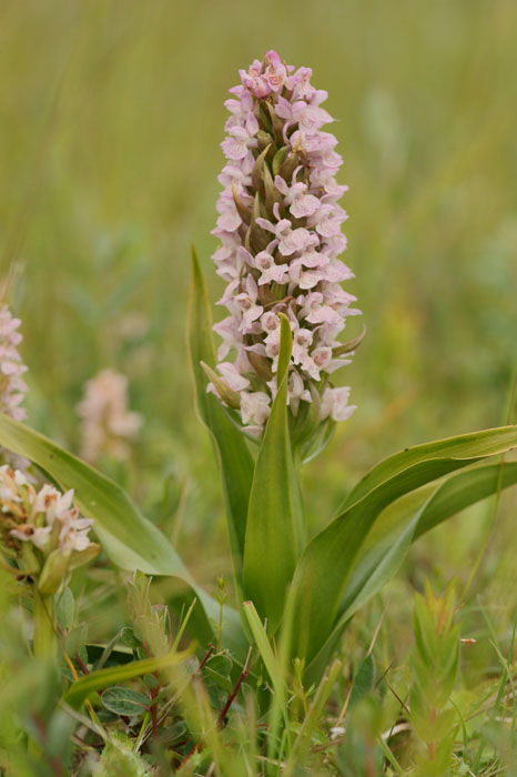 Dactylorhiza incarnata Bray-Dunes 120611 (44)