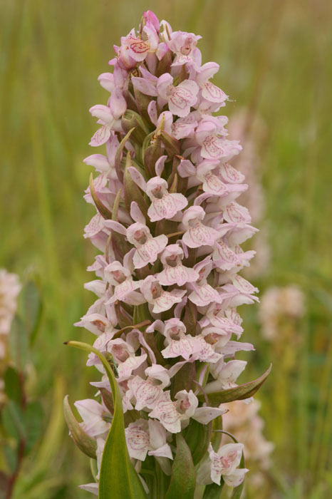 Dactylorhiza incarnata Bray-Dunes 120611 (46)