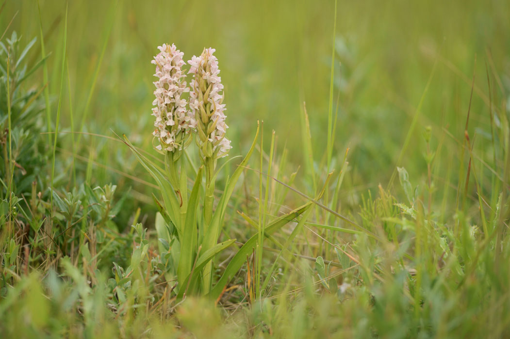 Dactylorhiza incarnata Bray-Dunes 120611 (85)