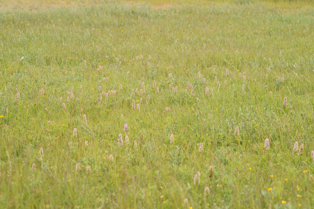 Dactylorhiza incarnata Bray-Dunes 120611 (87)