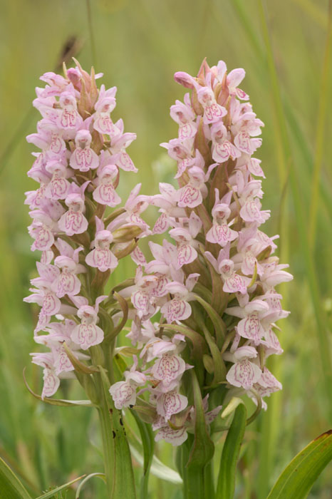 Dactylorhiza incarnata Bray-Dunes 120611 (88)