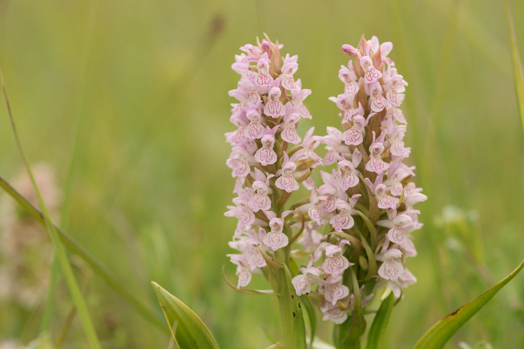 Dactylorhiza incarnata Bray-Dunes 120611 (89)