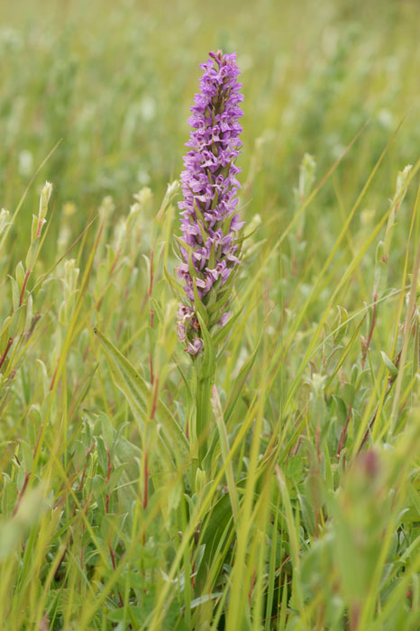 Dactylorhiza incarnata x praetermissa Bray-Dunes 120611 (97)