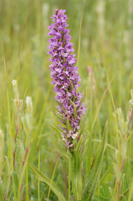 Dactylorhiza incarnata x praetermissa Bray-Dunes 120611 (98)