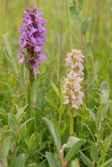 Dactylorhiza praetermissa & incarnata Bray-Dunes 120611 (70)