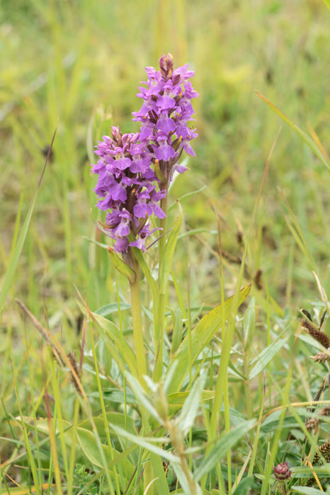 Dactylorhiza praetermissa Bray-Dunes 120611 (111)