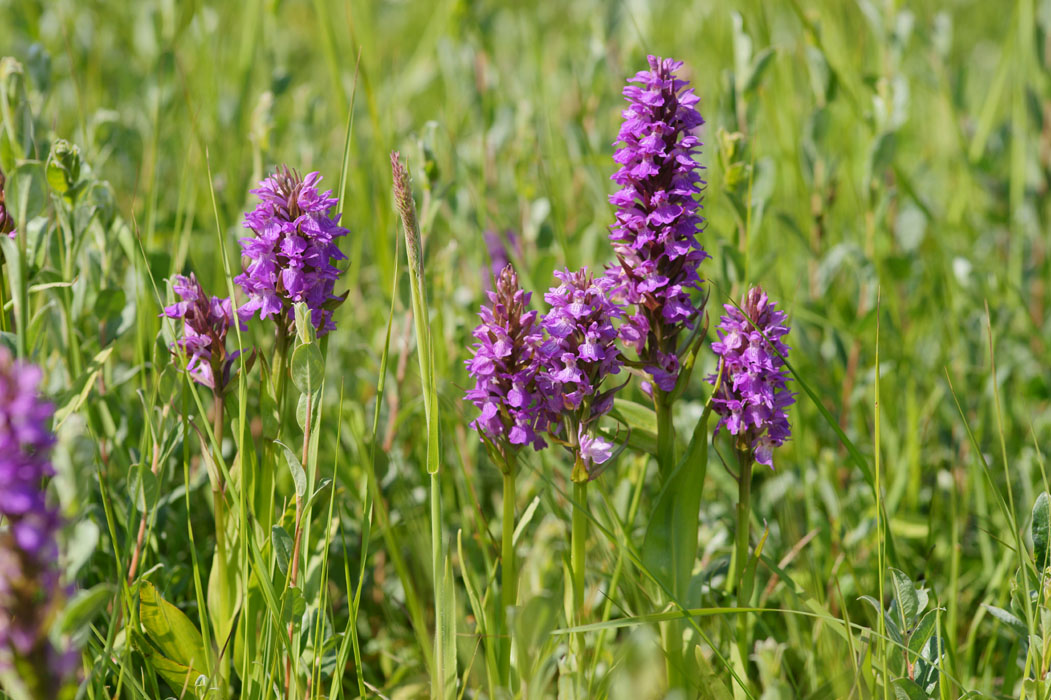 Dactylorhiza praetermissa Bray-Dunes 120611 (20)