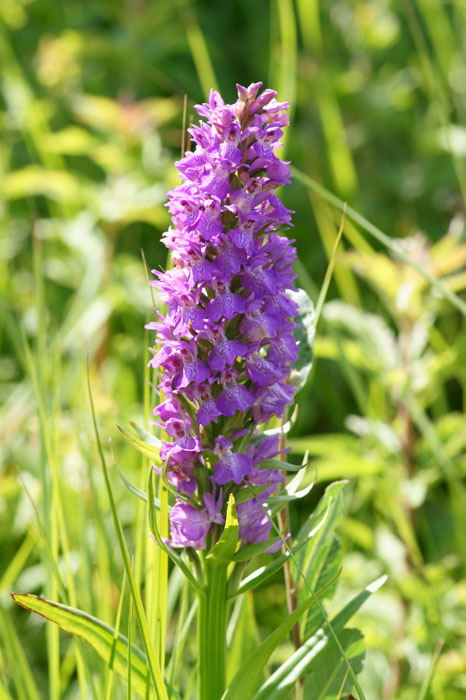 Dactylorhiza praetermissa Bray-Dunes 120611 (22)