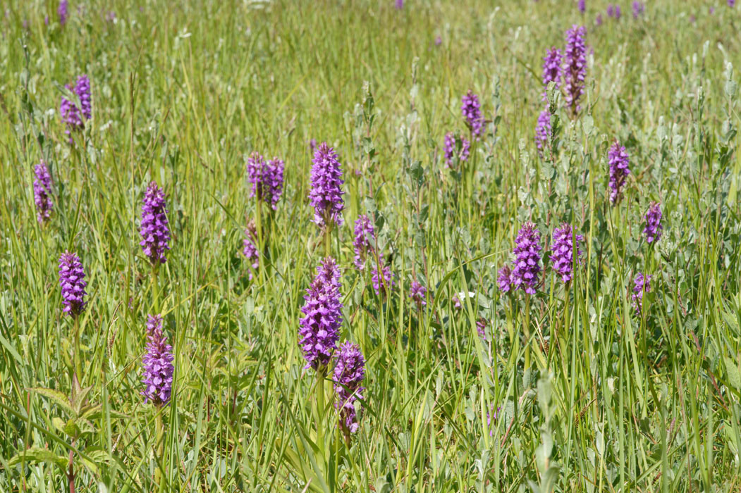 Dactylorhiza praetermissa Bray-Dunes 120611 (23)