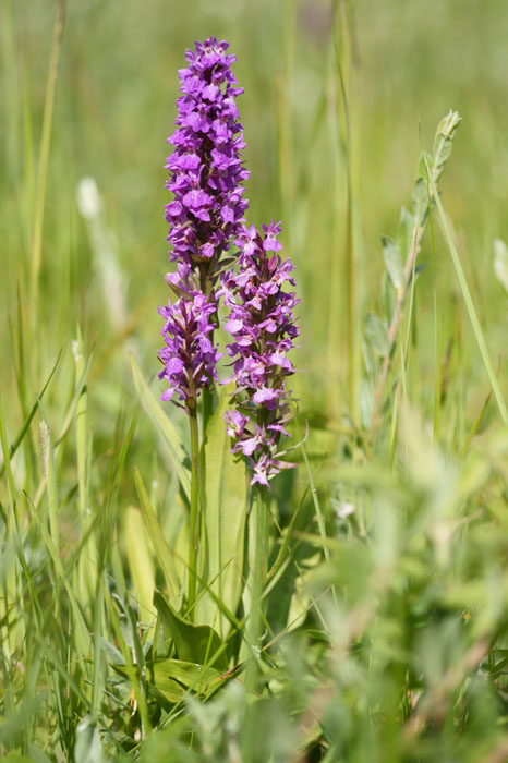 Dactylorhiza praetermissa Bray-Dunes 120611 (24)