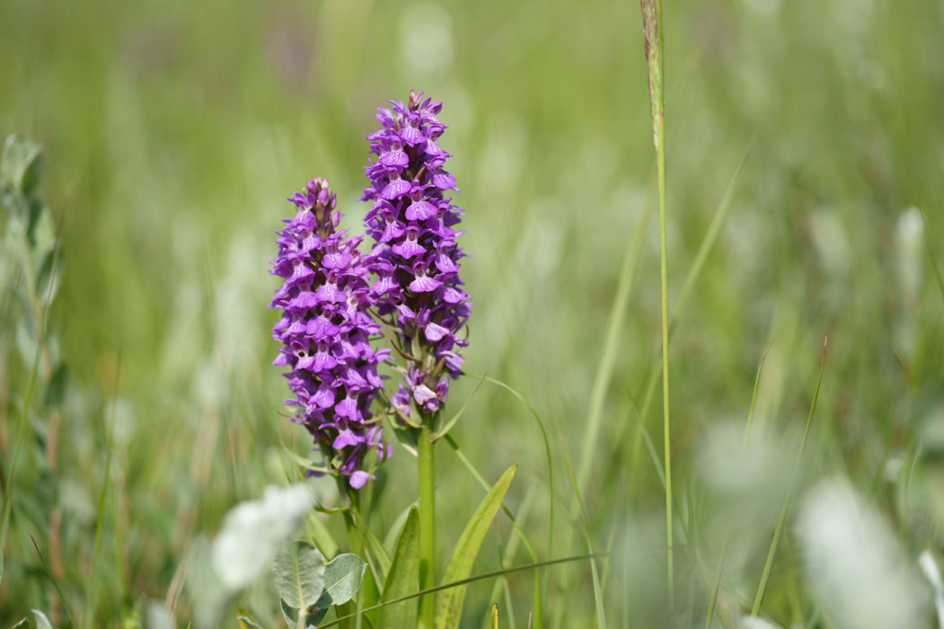 Dactylorhiza praetermissa Bray-Dunes 120611 (27)