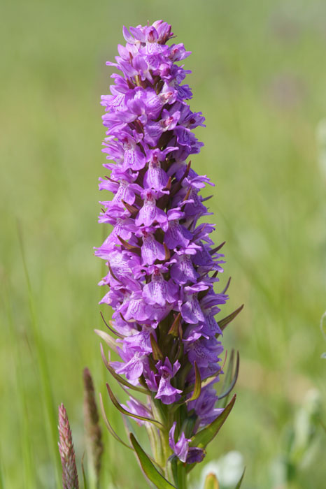 Dactylorhiza praetermissa Bray-Dunes 120611 (29)