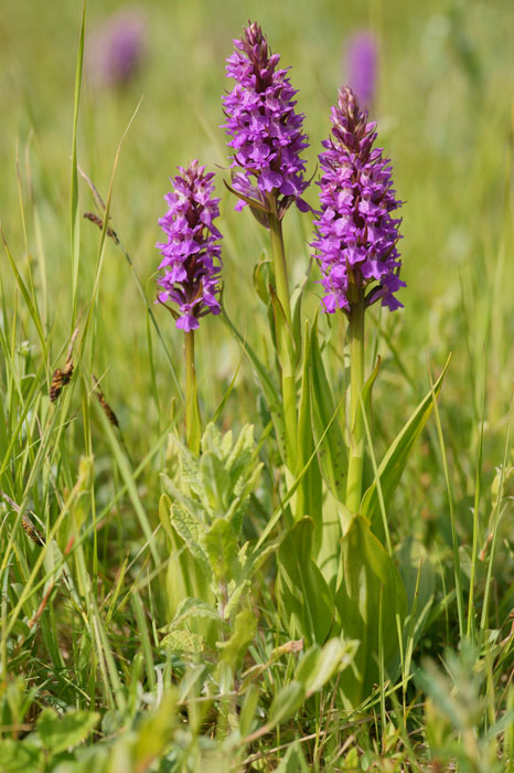 Dactylorhiza praetermissa Bray-Dunes 120611 (3)