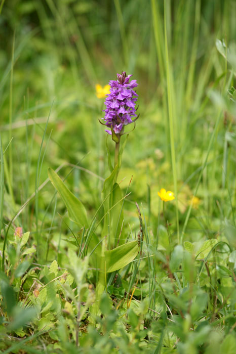 Dactylorhiza praetermissa Bray-Dunes 120611 (37)