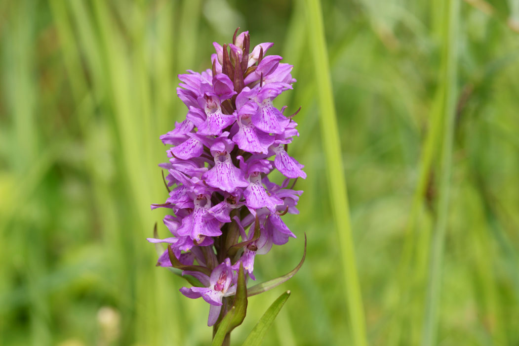 Dactylorhiza praetermissa Bray-Dunes 120611 (38)