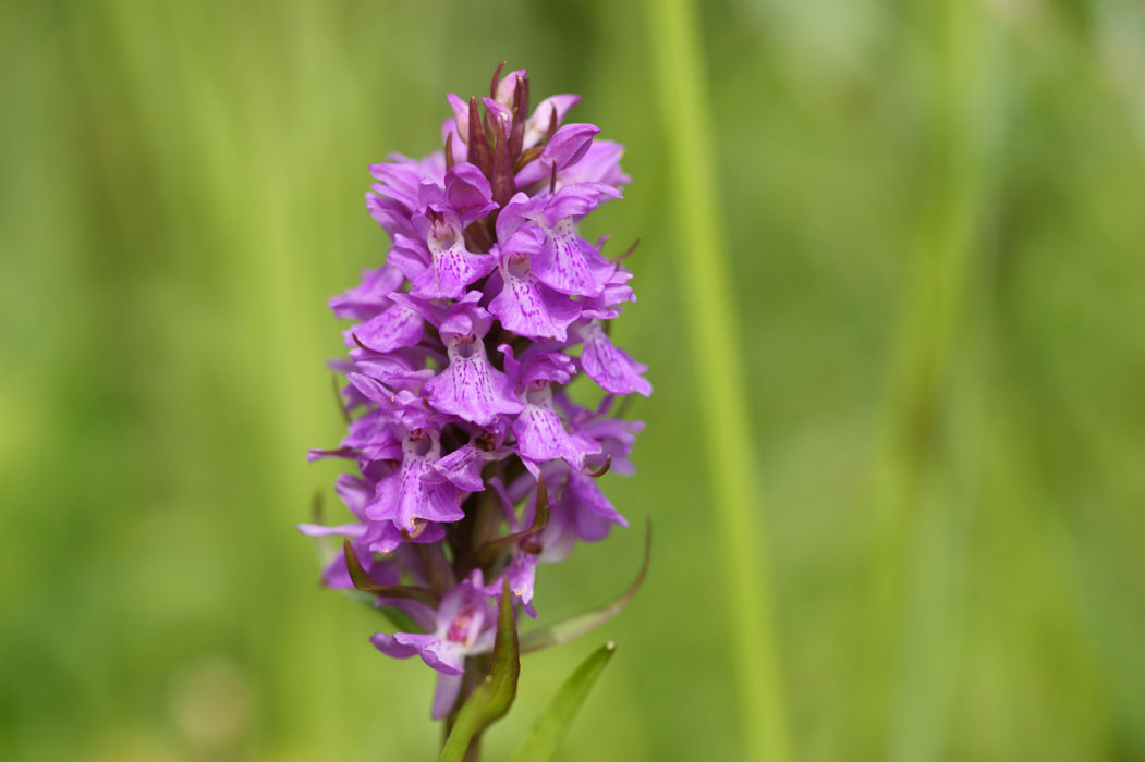 Dactylorhiza praetermissa Bray-Dunes 120611 (39)