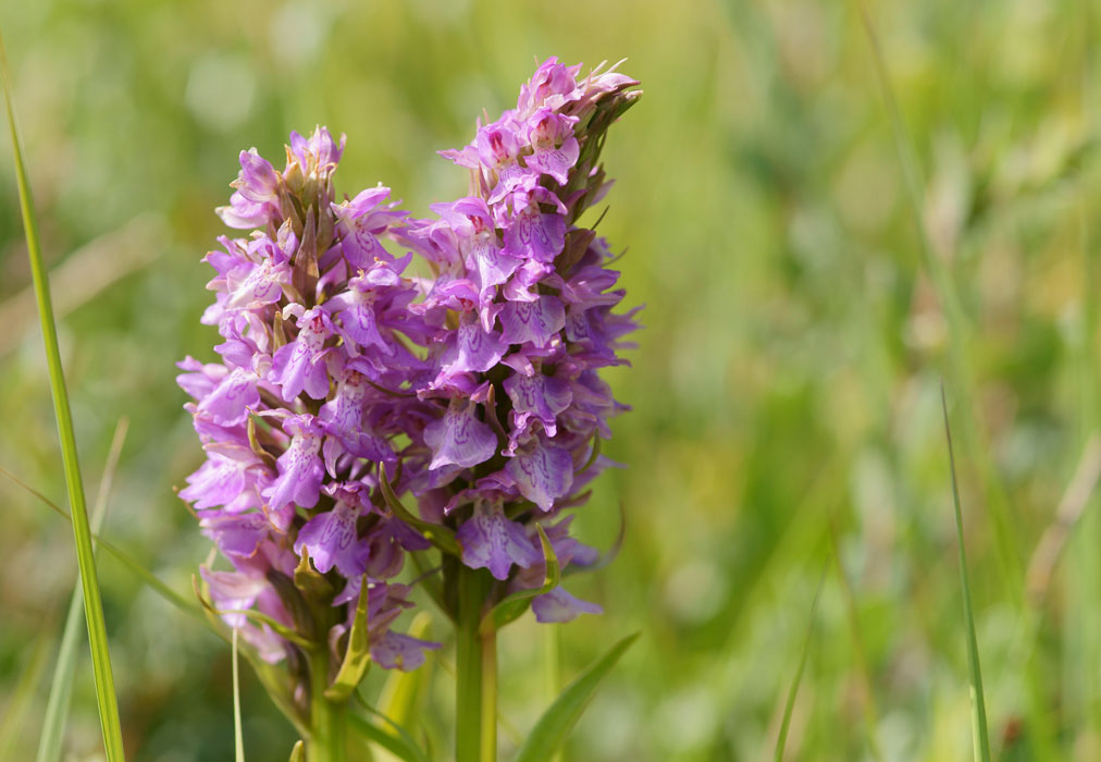 Dactylorhiza praetermissa Bray-Dunes 120611 (4)