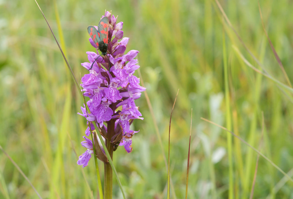 Dactylorhiza praetermissa Bray-Dunes 120611 (41)