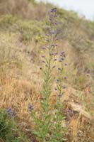 Anchusa officinalis Bray-Dunes 120611 (117)