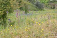 Anchusa officinalis Bray-Dunes 120611 (120)