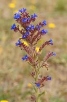 Anchusa officinalis Bray-Dunes 120611 (121)