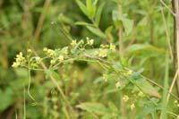 Bryona dioica Bray-Dunes 120611 (158)