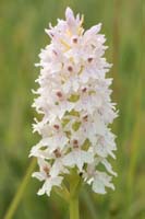 Dactylorhiza fuchsii Bray-Dunes 120611 (133)