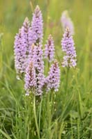 Dactylorhiza fuchsii Bray-Dunes 120611 (73)