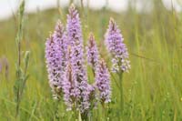 Dactylorhiza fuchsii Bray-Dunes 120611 (74)