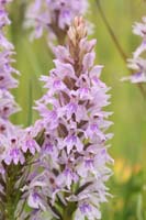 Dactylorhiza fuchsii Bray-Dunes 120611 (75)