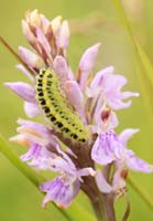 Dactylorhiza fuchsii Bray-Dunes 120611 (76)