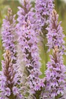 Dactylorhiza fuchsii Bray-Dunes 120611 (77)