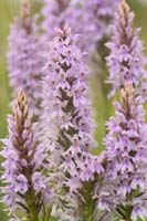 Dactylorhiza fuchsii Bray-Dunes 120611 (78)