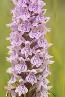 Dactylorhiza fuchsii Bray-Dunes 120611 (79)