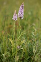 Dactylorhiza fuchsii Bray-Dunes 120611 (82)