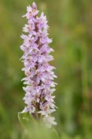 Dactylorhiza fuchsii Bray-Dunes 120611 (94)