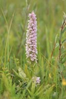 Dactylorhiza fuchsii x incarnata Bray-Dunes 120611 (95)