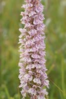 Dactylorhiza fuchsii x incarnata Bray-Dunes 120611 (96)