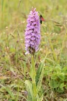 Dactylorhiza fuchsii x praetermissa Bray-Dunes 120611 (112)