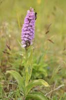 Dactylorhiza fuchsii x praetermissa Bray-Dunes 120611 (113)