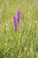 Dactylorhiza fuchsii x praetermissa Bray-Dunes 120611 (116)