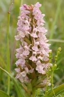 Dactylorhiza incarnata Bray-Dunes 120611 (42)