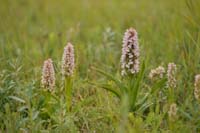 Dactylorhiza incarnata Bray-Dunes 120611 (43)