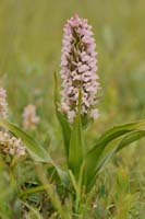 Dactylorhiza incarnata Bray-Dunes 120611 (44)