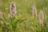 Dactylorhiza incarnata Bray-Dunes 120611 (45)