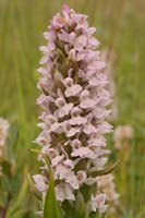 Dactylorhiza incarnata Bray-Dunes 120611 (46)