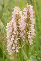 Dactylorhiza incarnata Bray-Dunes 120611 (71)
